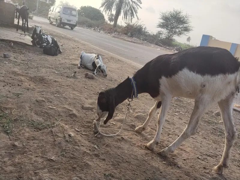 goat for sale — photo 2