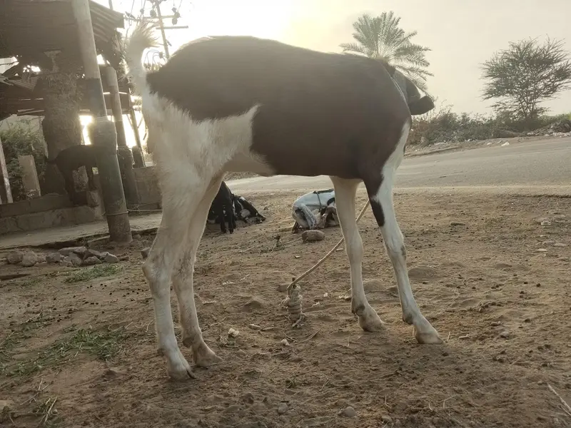 goat for sale — photo 3