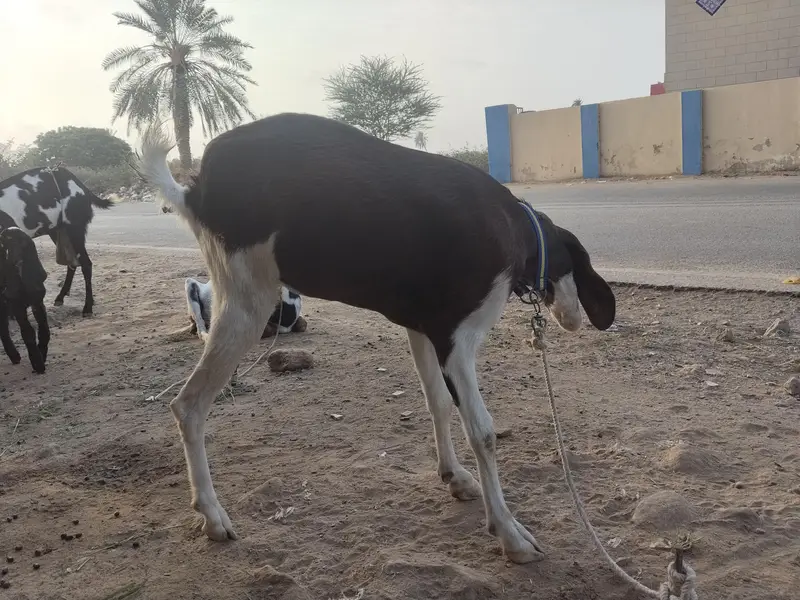goat for sale — photo 4