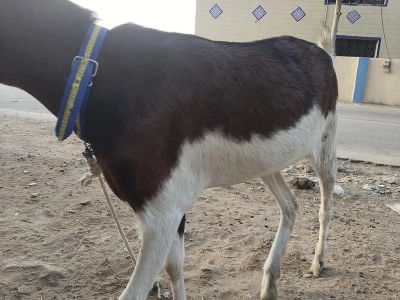 goat for sale — photo 5