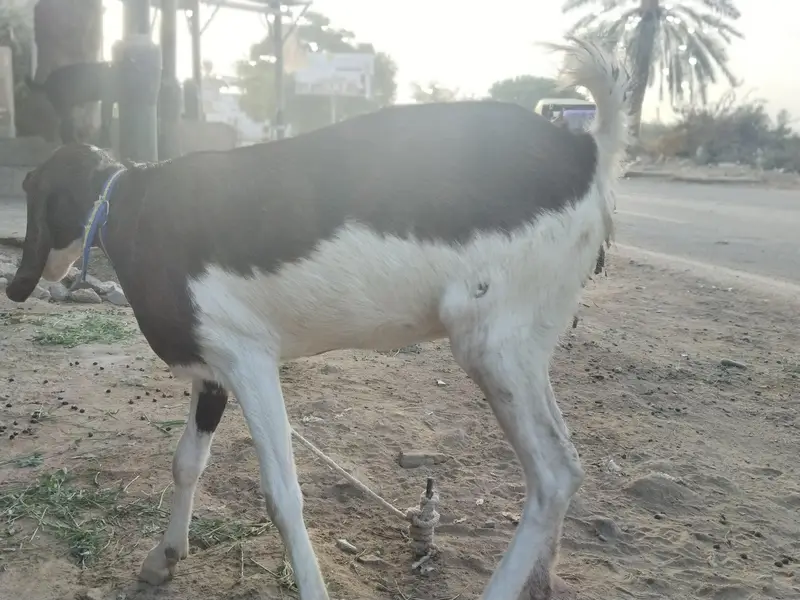 goat for sale — photo 6