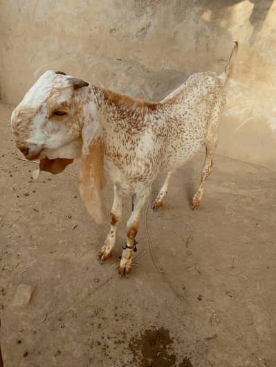 Makhi china Breeder Bakra for sale contact 03061912312