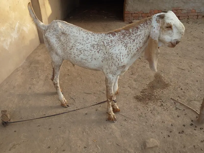 Makhi china Breeder Bakra for sale contact 03061912312 — photo 2