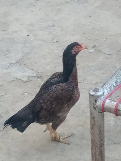 for sale