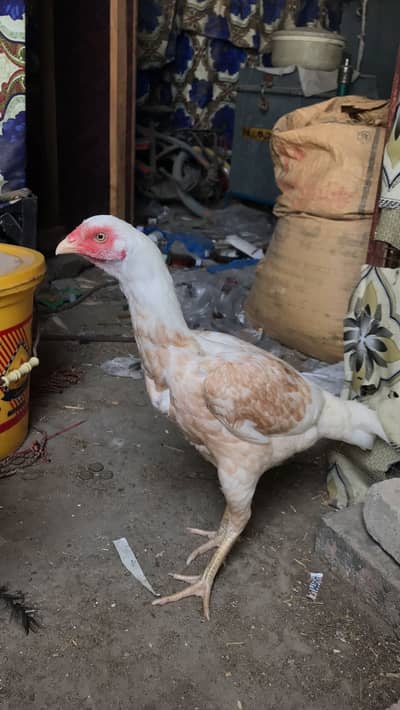 High quality boski aseel Madi