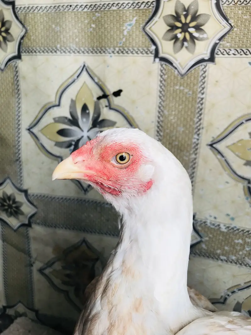 High quality boski aseel Madi — photo 3