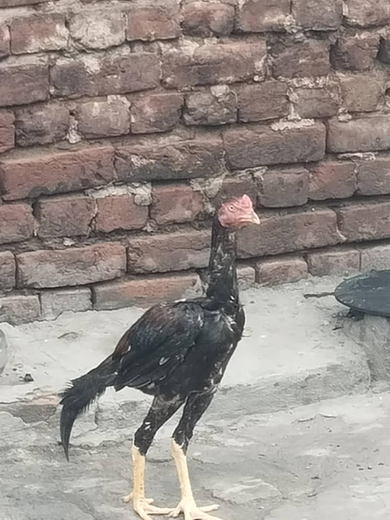 pur aseel patha 1