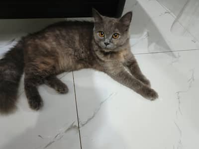 gray trained cat Lahore