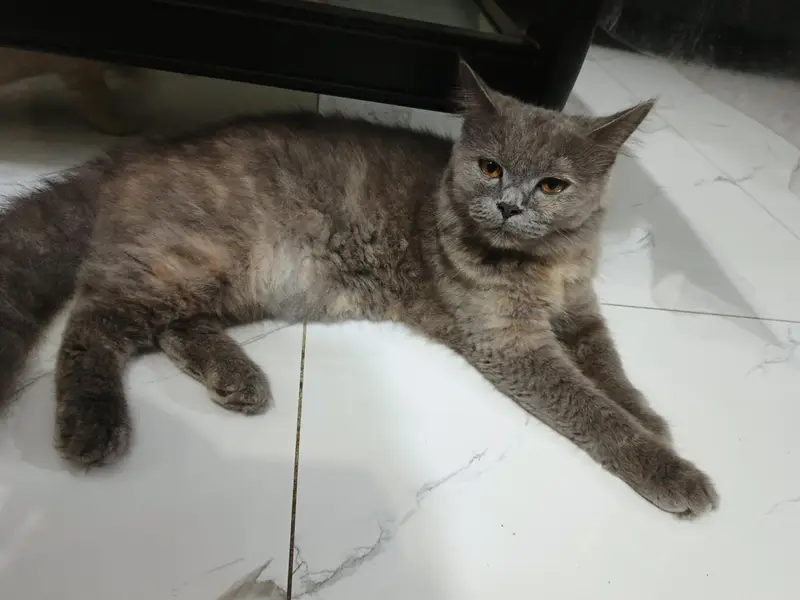 gray trained cat Lahore — photo 2