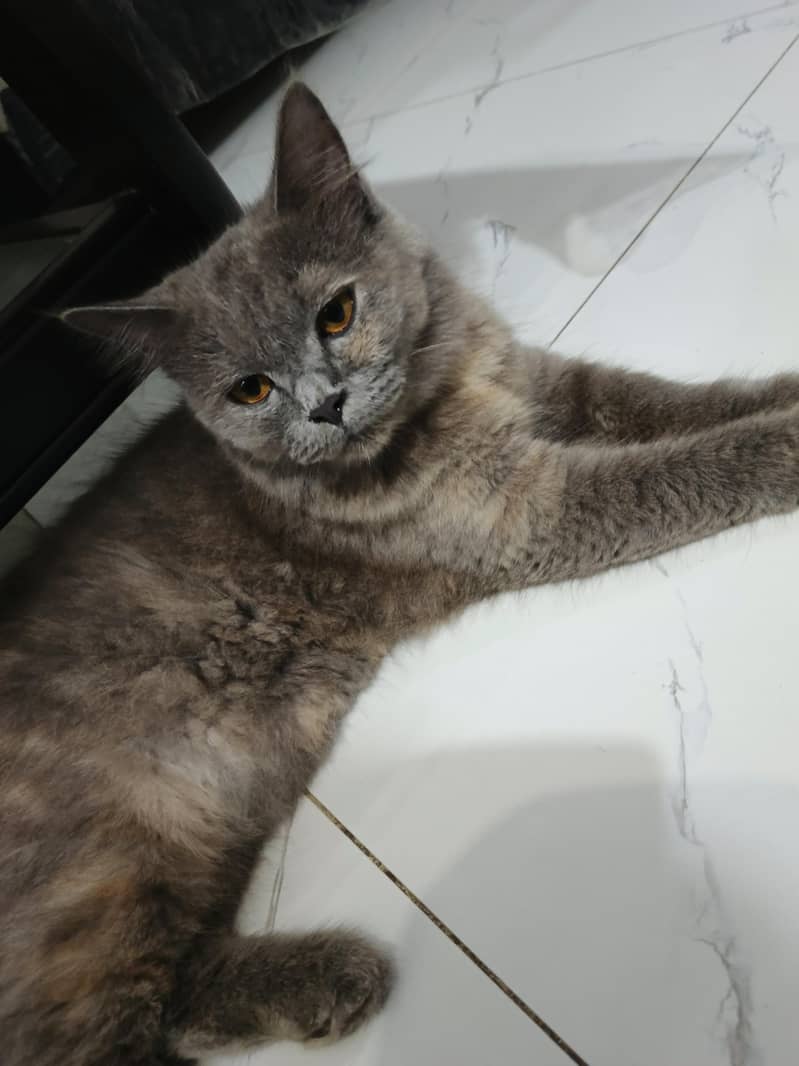gray trained cat Lahore 2