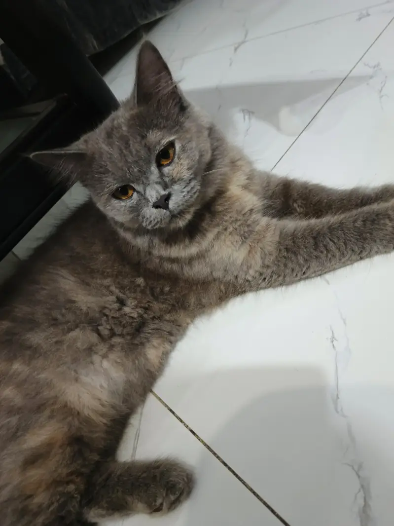gray trained cat Lahore — photo 3