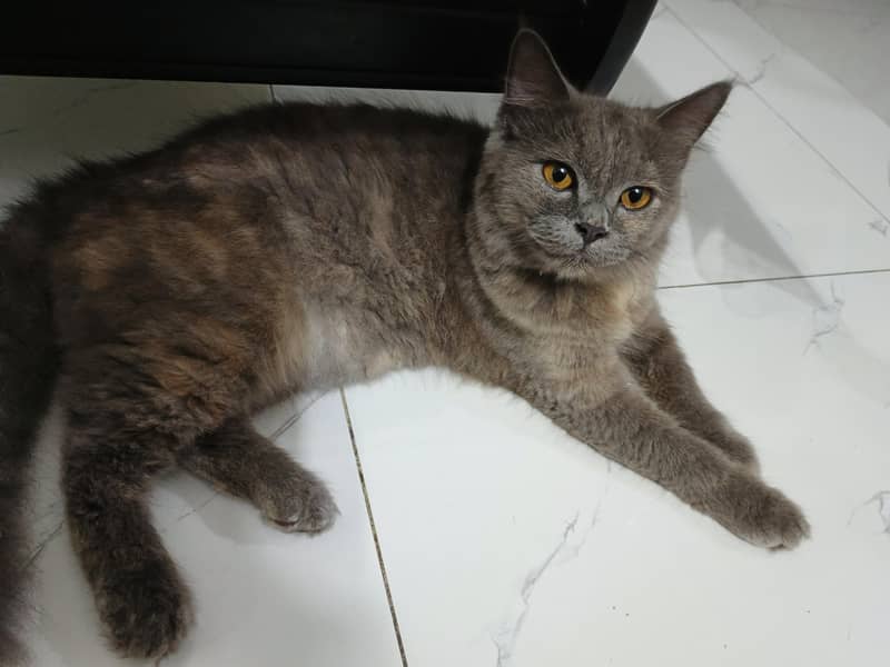 gray trained cat Lahore 3