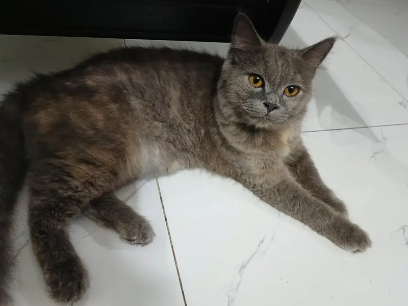 gray trained cat Lahore — photo 4