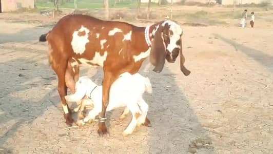 desi Bakri for sale