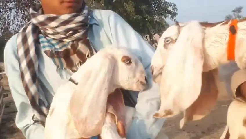 desi Bakri for sale — photo 3