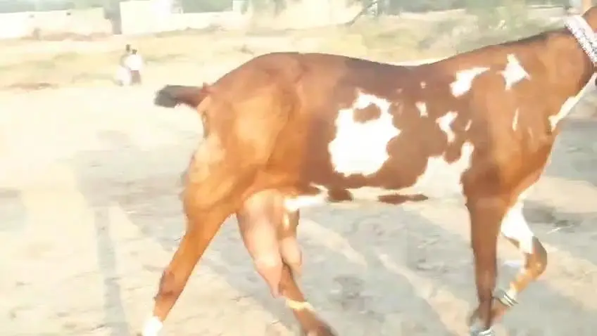 desi Bakri for sale — photo 4
