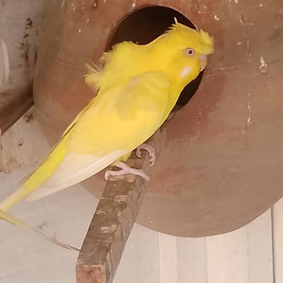 yellow Red eye hogoromo male top quality Double crest & flower