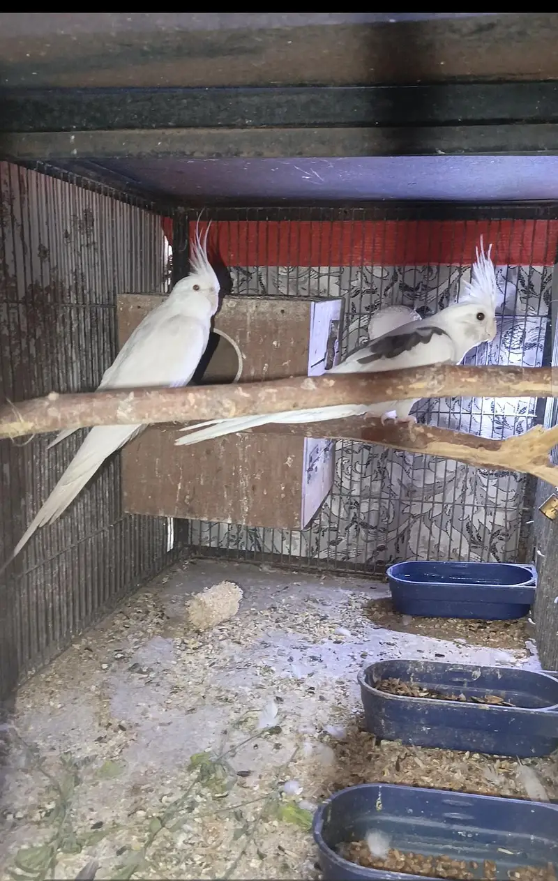 v paid pair to eno bredr pair — photo 2