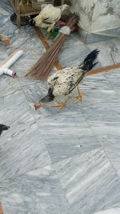 DESI MURGIAN FOR SALE
