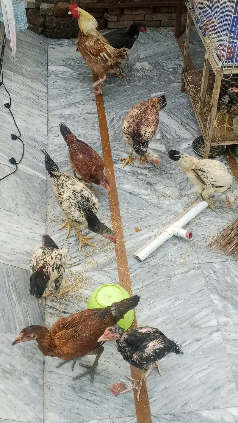 DESI MURGIAN FOR SALE — photo 2