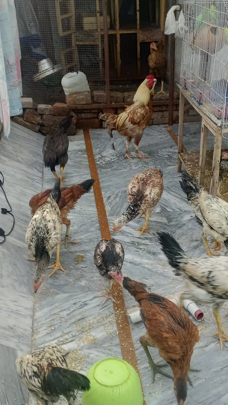 DESI MURGIAN FOR SALE — photo 3