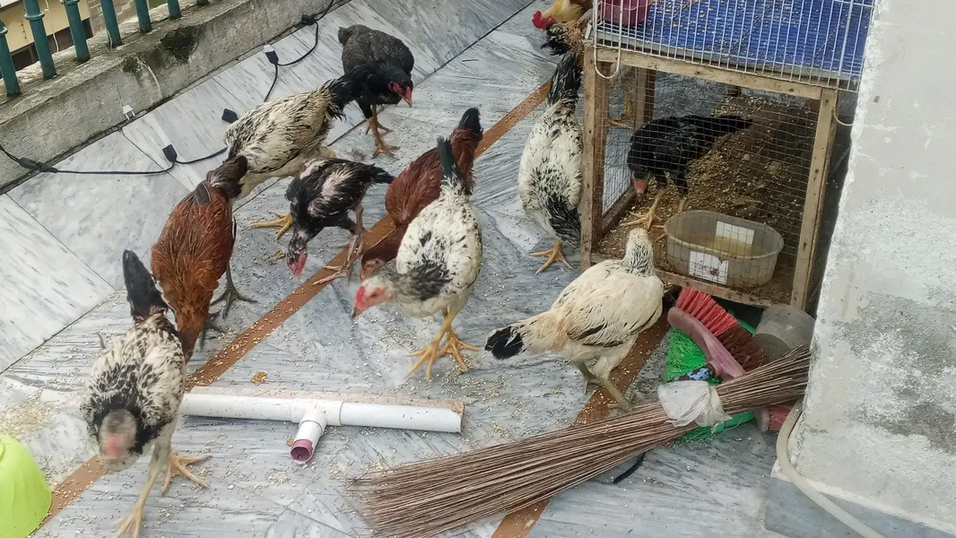 DESI MURGIAN FOR SALE — photo 4