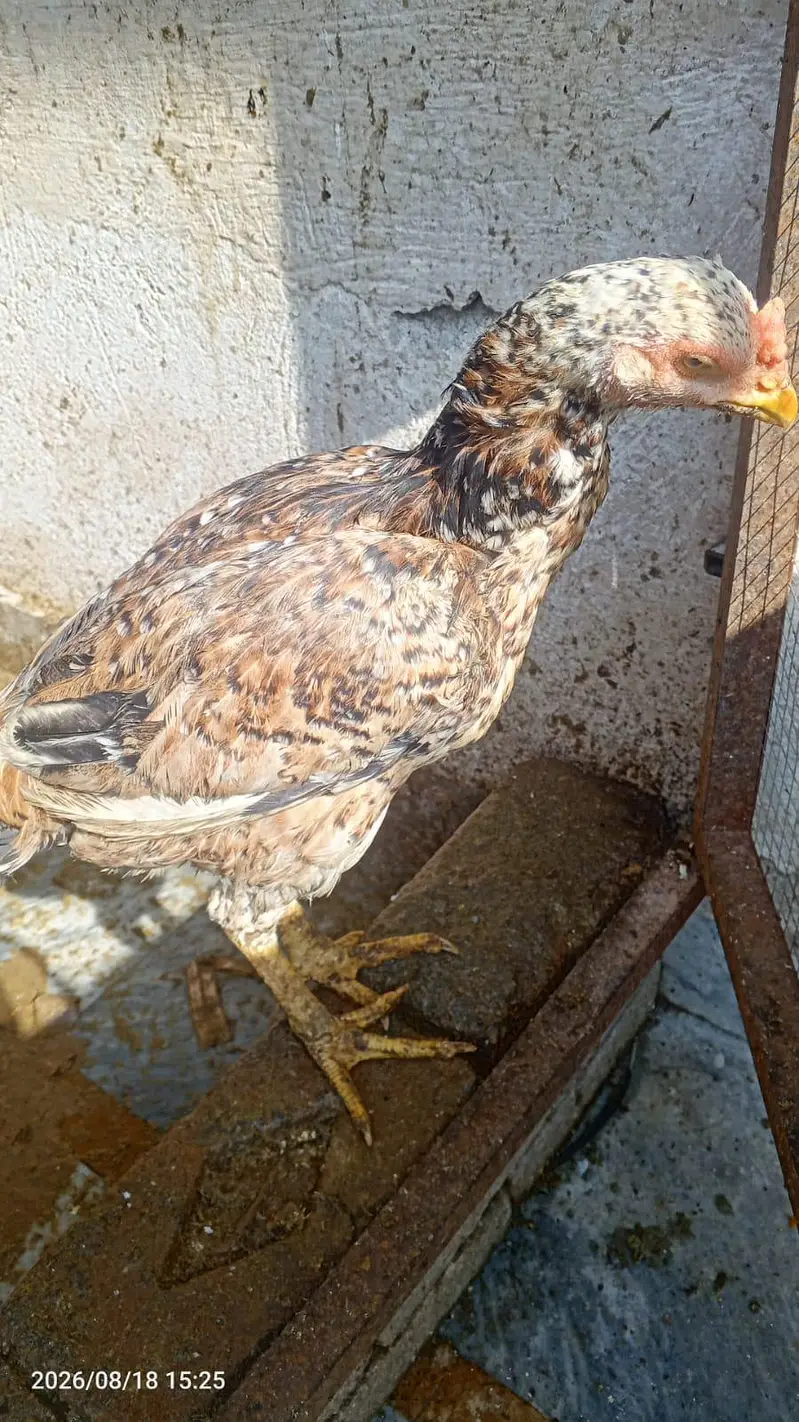 DESI MURGIAN FOR SALE — photo 6