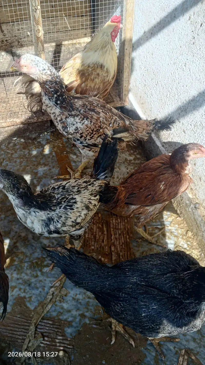 DESI MURGIAN FOR SALE — photo 8