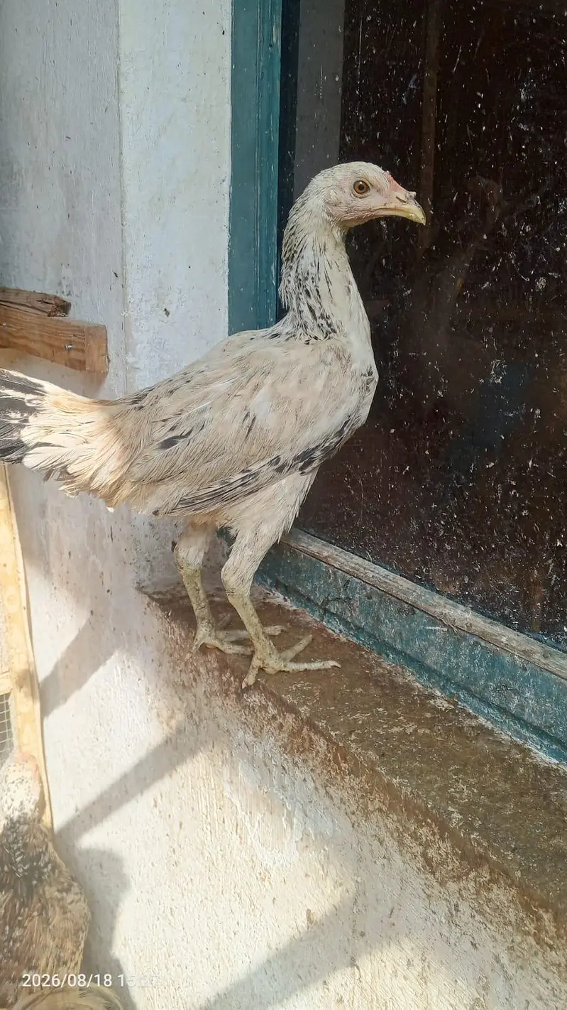 DESI MURGIAN FOR SALE — photo 10