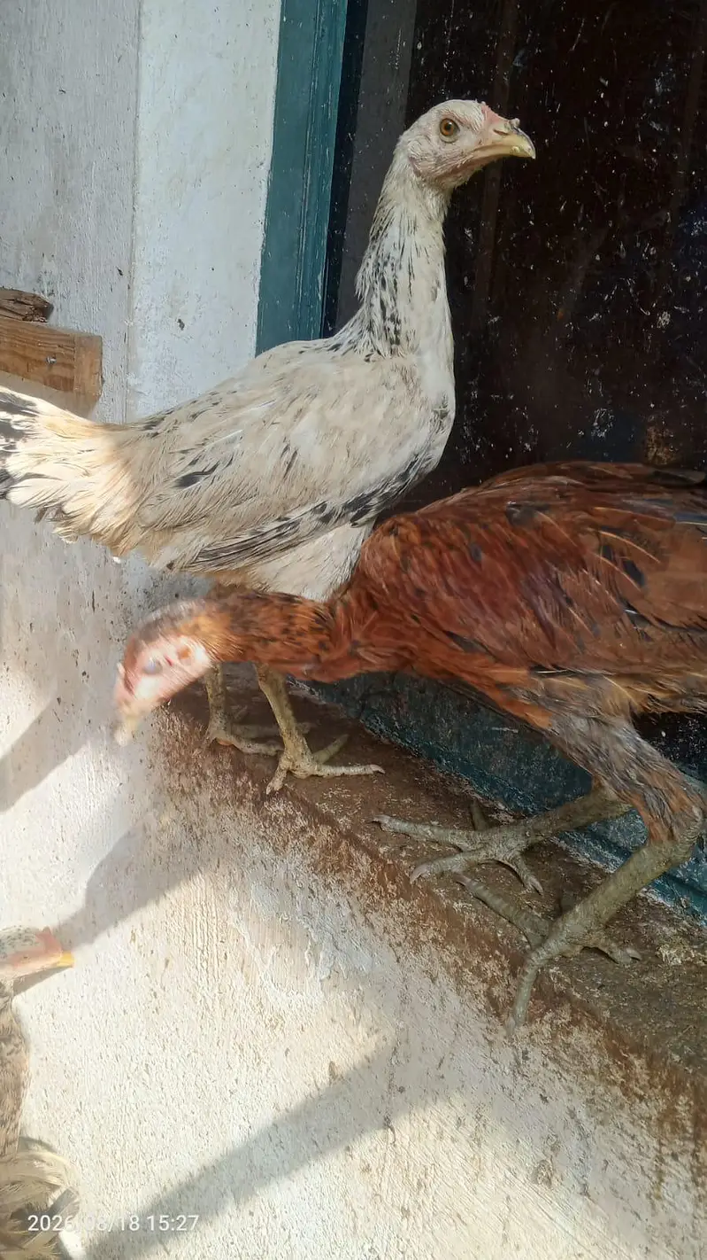DESI MURGIAN FOR SALE — photo 11