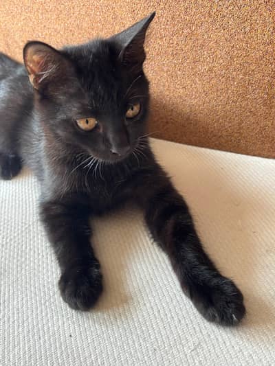 black bombay malee kittens persain and triple coated