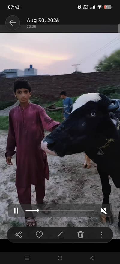 VERY BEAUTIFUL  pure neli di