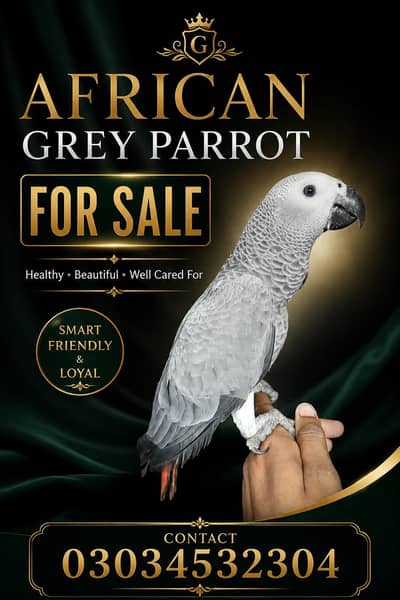 African gray parrot/ talking parrot/ gray parrot/ beautiful parrot
