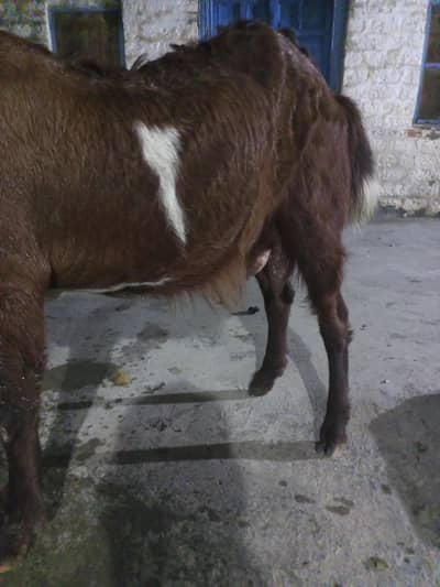 Goat for sale