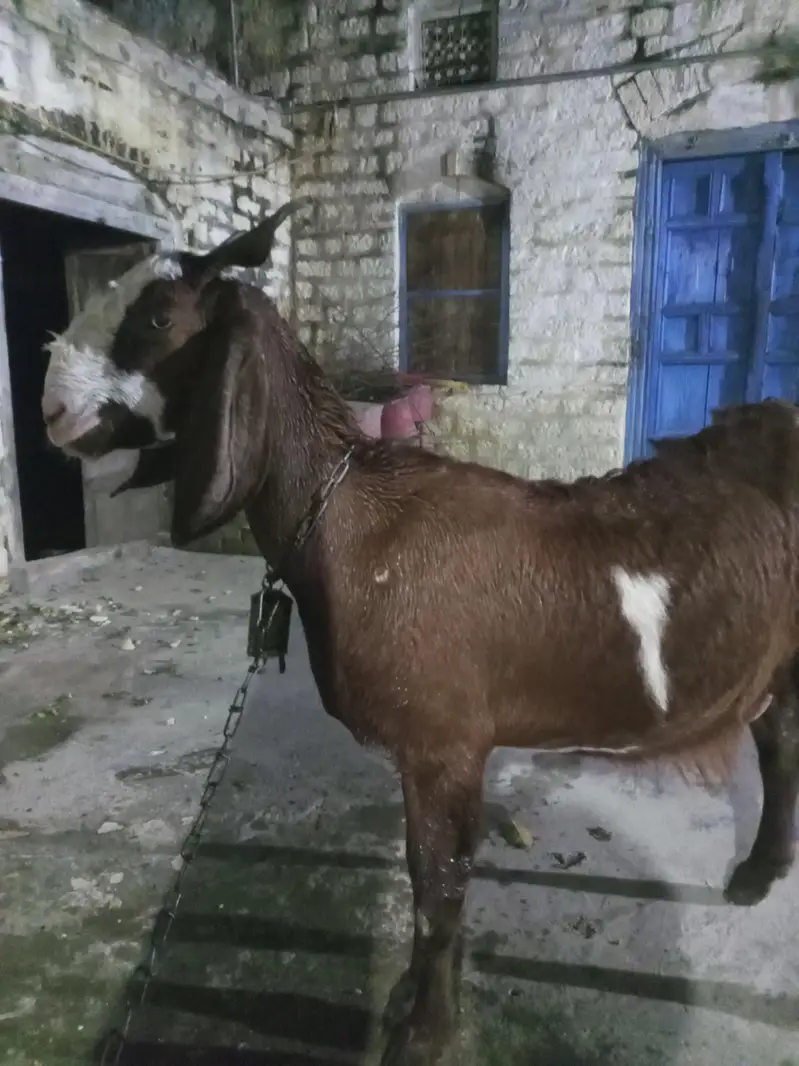 Goat for sale — photo 2