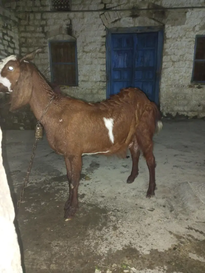 Goat for sale — photo 3