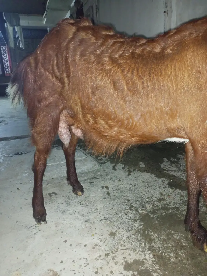 Goat for sale — photo 4