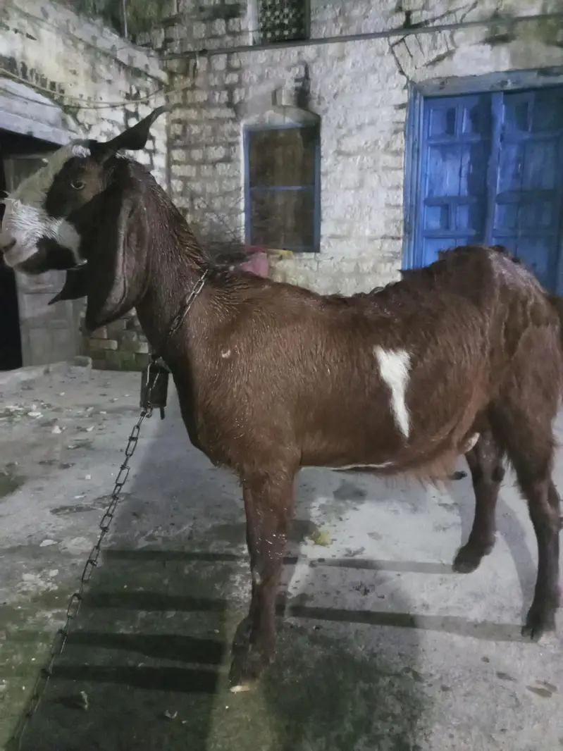 Goat for sale — photo 5
