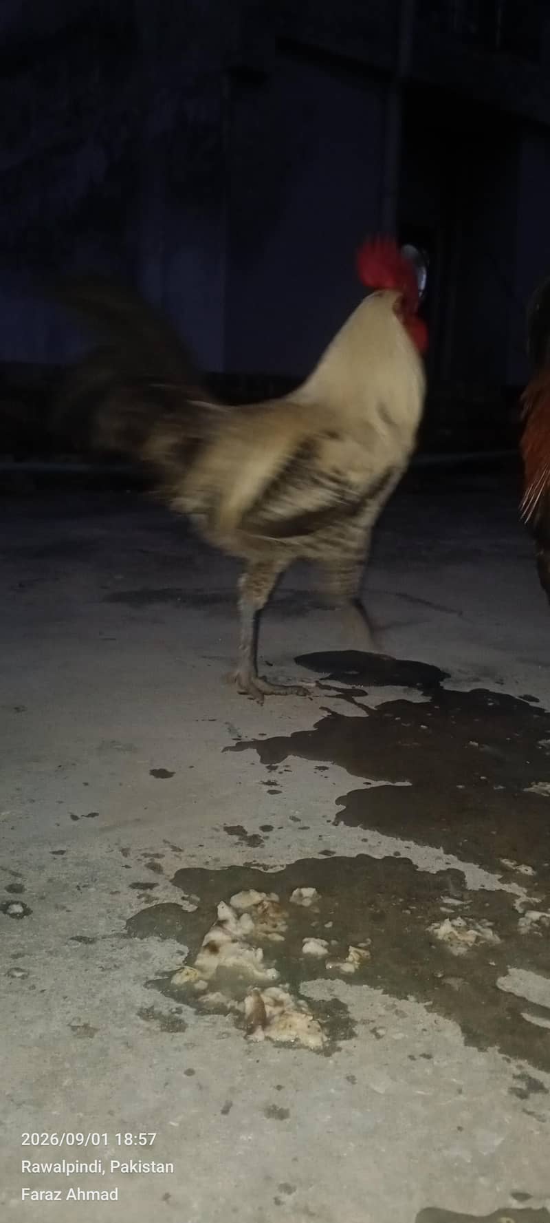 Hen 2 pair 0