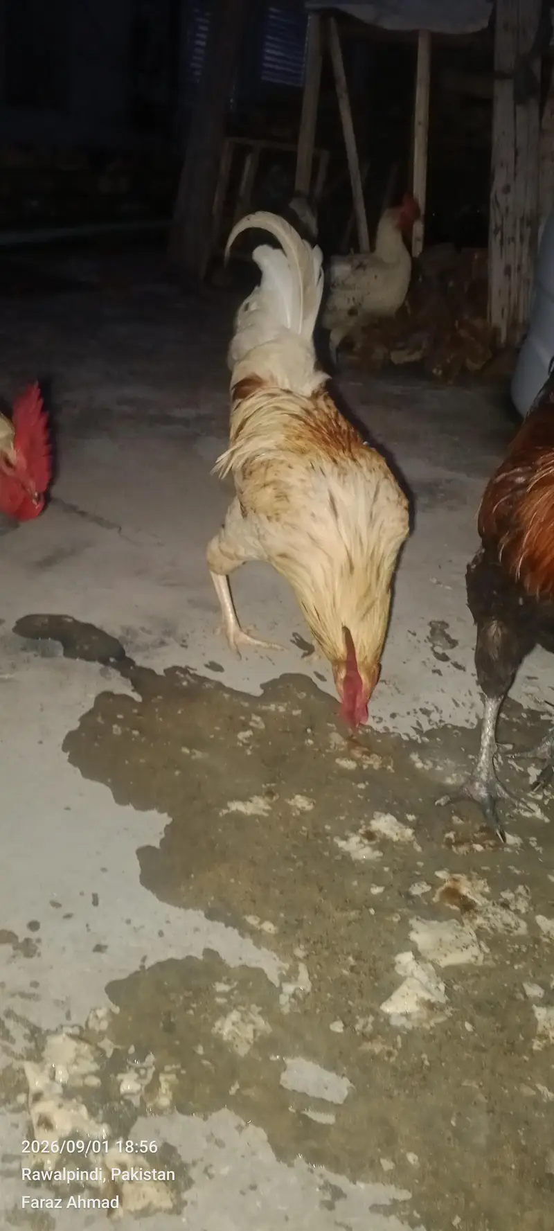 Hen 2 pair — photo 2