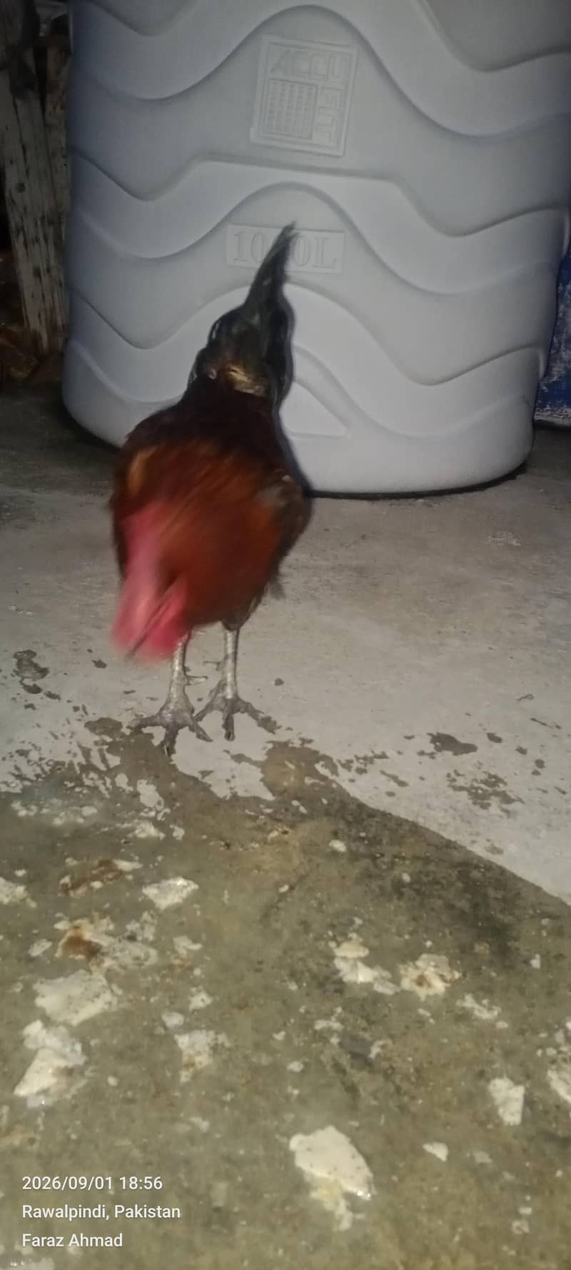 Hen 2 pair 2