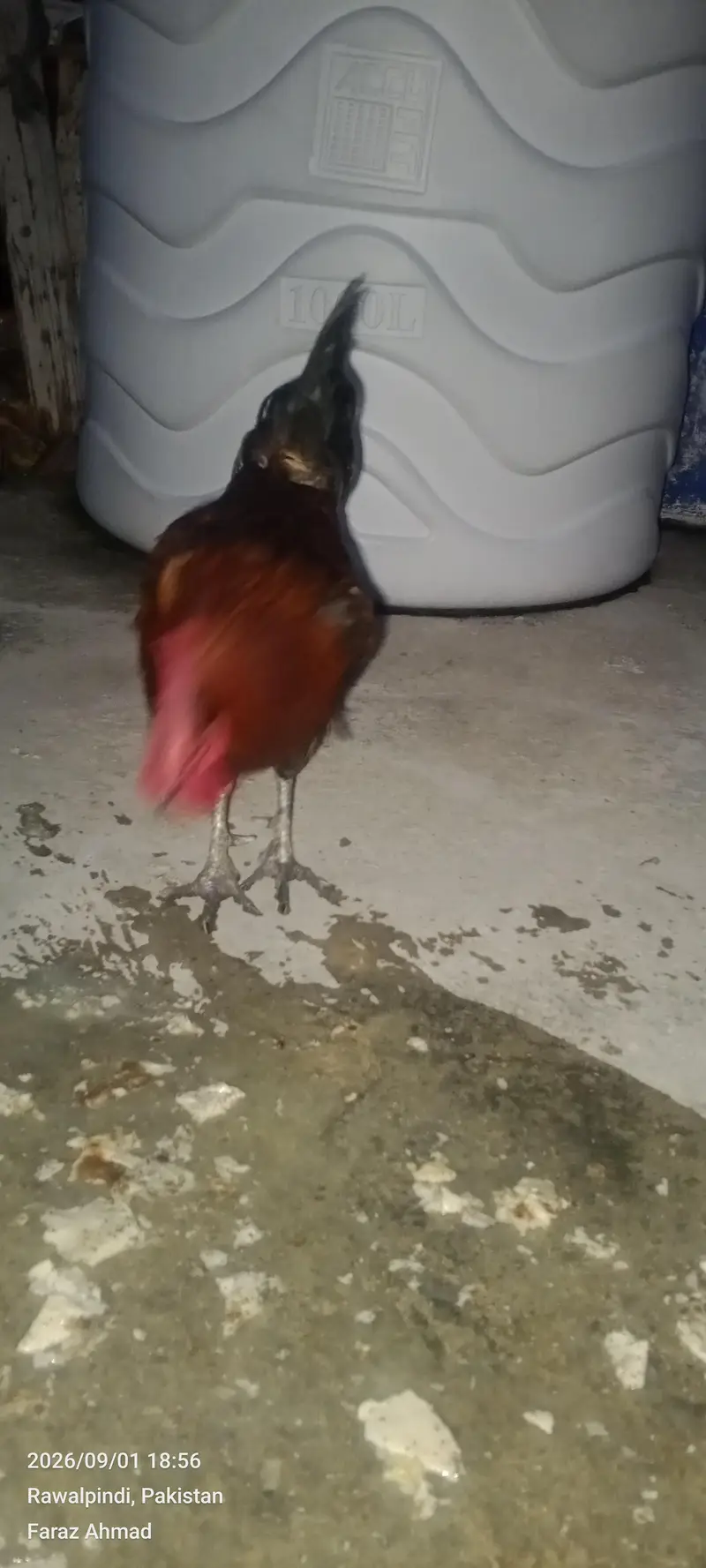 Hen 2 pair — photo 3