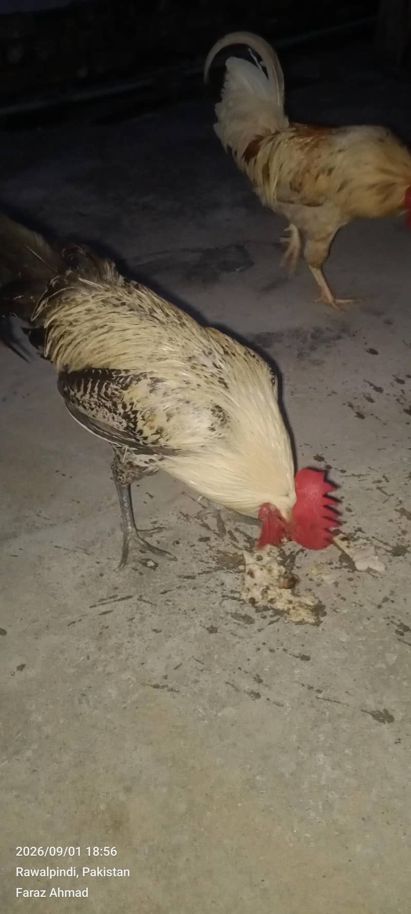 Hen 2 pair 3