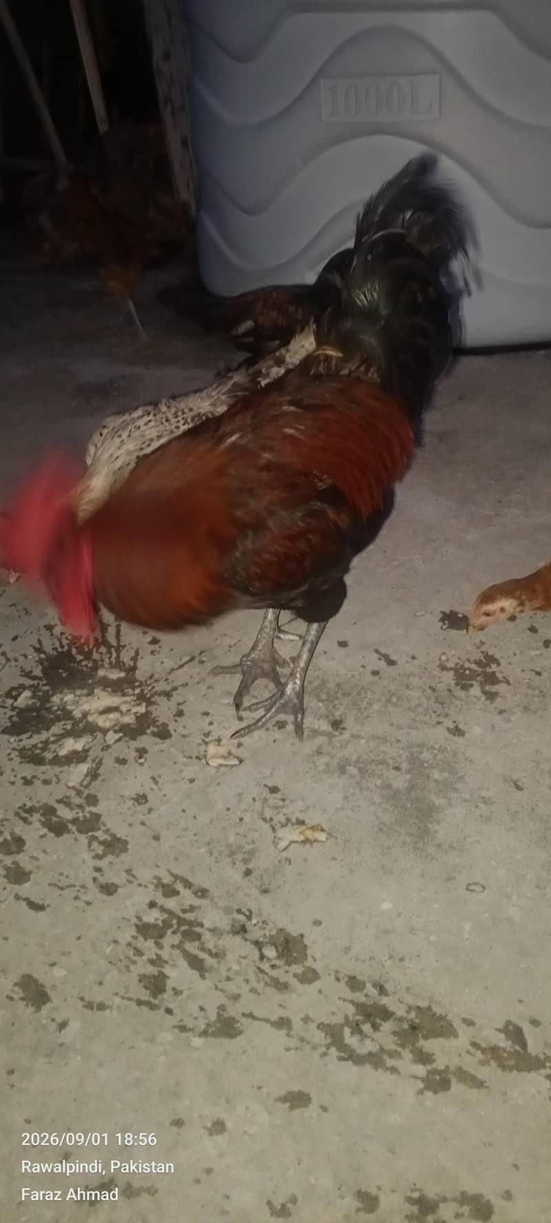 Hen 2 pair 4