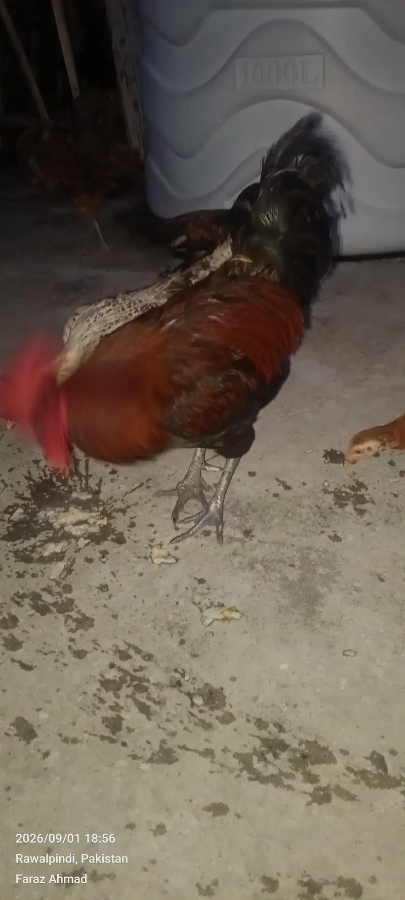 Hen 2 pair — photo 5