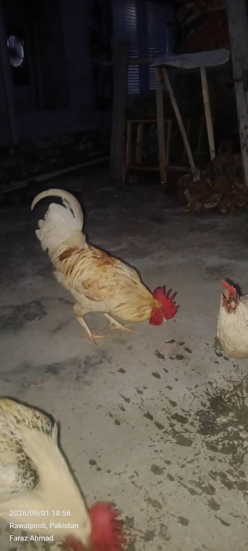 Hen 2 pair 5
