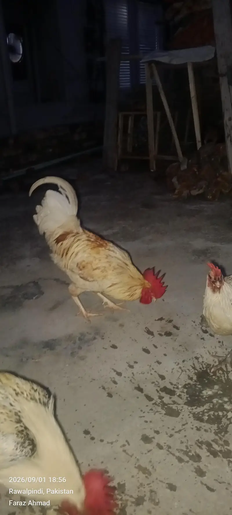 Hen 2 pair — photo 6