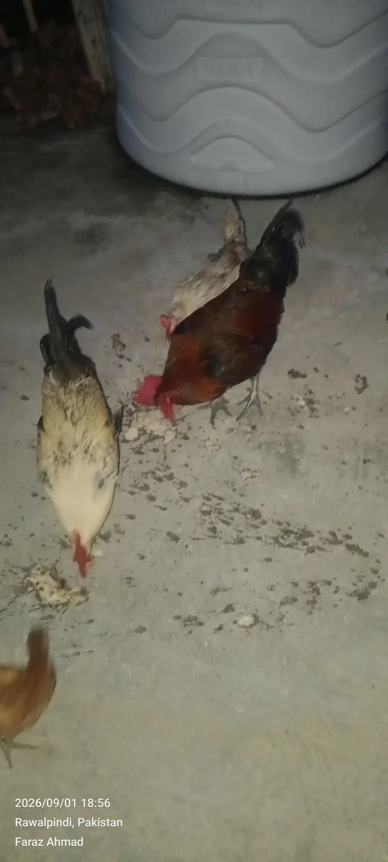 Hen 2 pair — photo 7