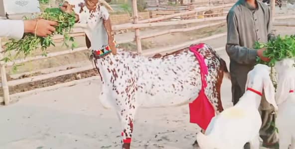 bacchon wali bakri for sale