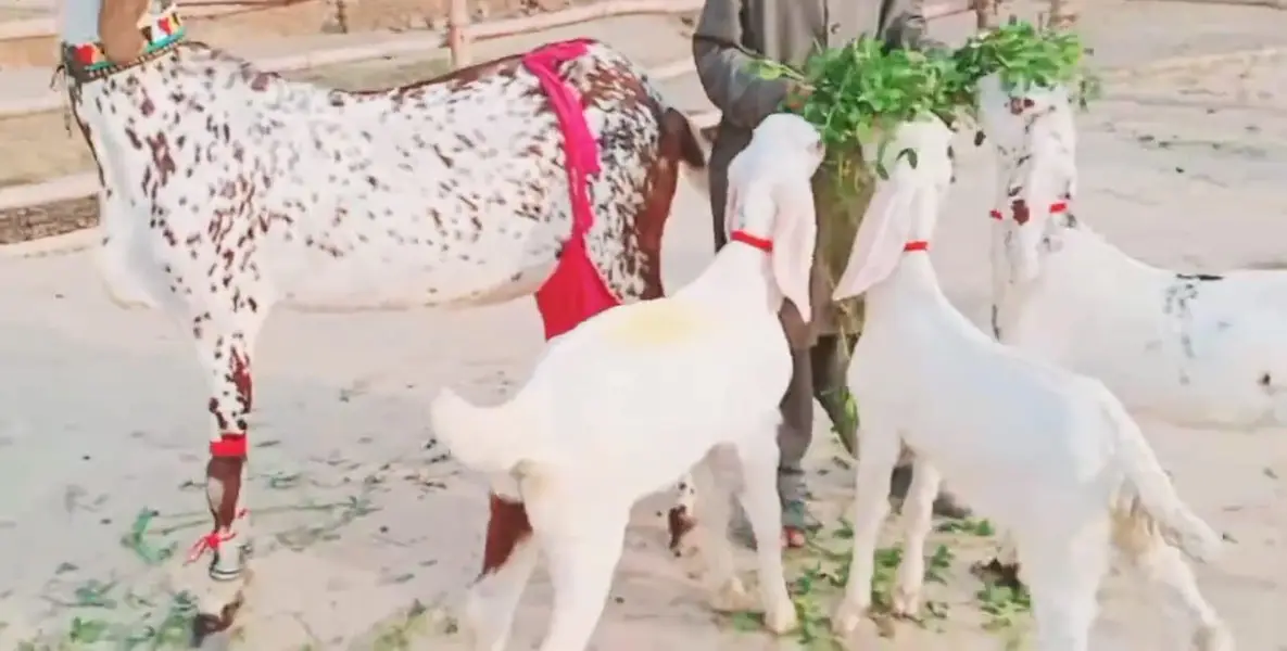 bacchon wali bakri for sale — photo 2
